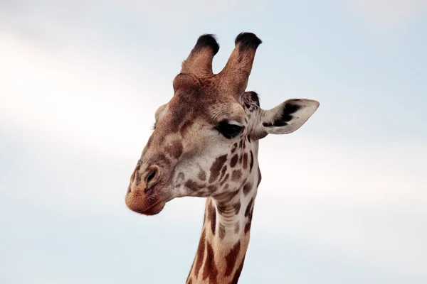 Stock image Masai or Kilimanjaro Giraffe