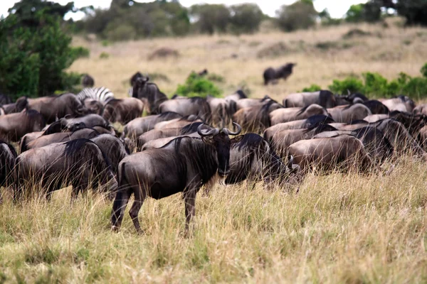 Wildebeest — Stock Photo, Image