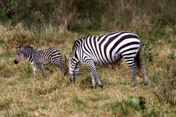 Grevy's Zebra — Stock Photo, Image