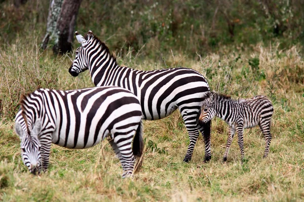 Grevy-Zebra — Stockfoto