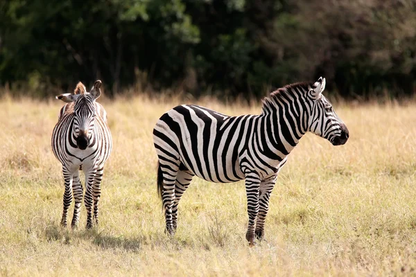 Grevy-Zebra — Stockfoto