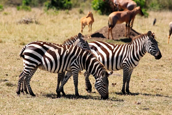 Grevy'nın Zebra