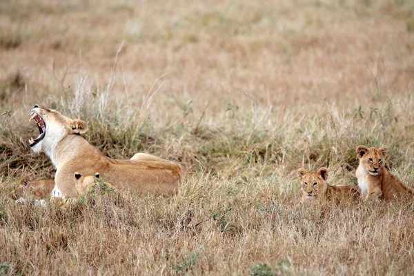 Leone femmina e cucciolo di leone — Foto Stock