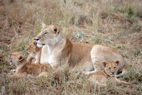 Femeie leu și pui de leu — Fotografie, imagine de stoc