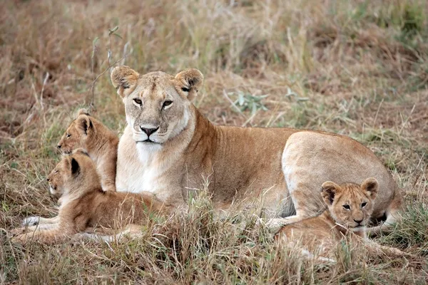 Leão fêmea e filhote de leão — Fotografia de Stock