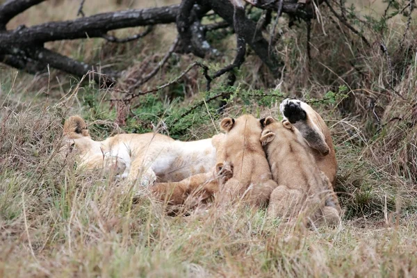 Leone femmina e cucciolo di leone — Foto Stock