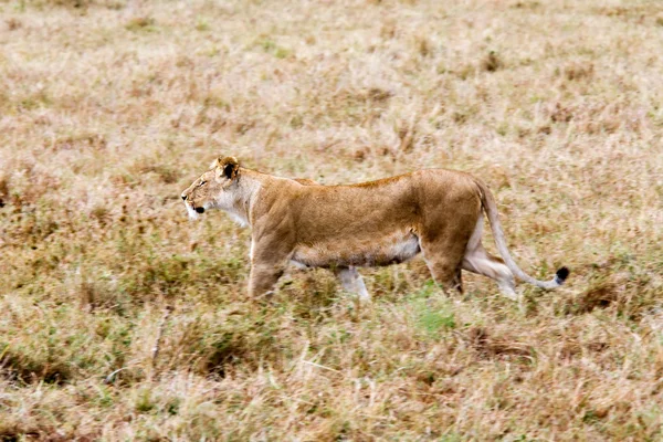 Löwenweibchen auf der Jagd — Stockfoto