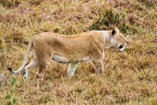 Female Lion hunting — Stock Photo, Image
