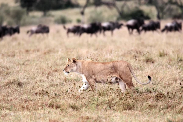 Охота на льва — стоковое фото
