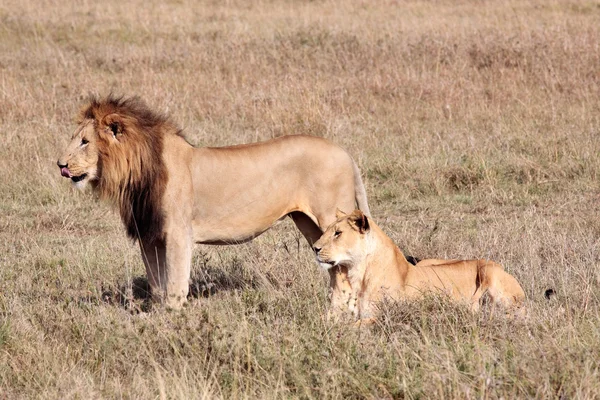 Самка и самка льва — стоковое фото