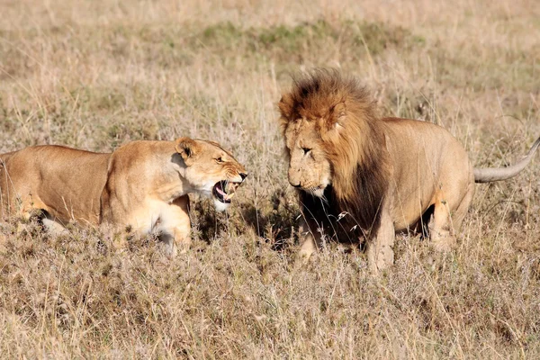 女性と男性のライオン — ストック写真