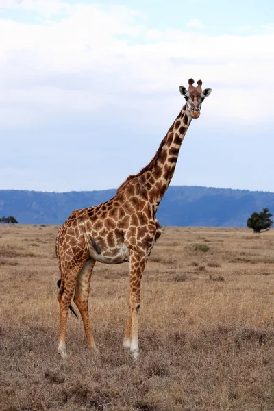 Masai eller kilimanjaro giraff Stockbild