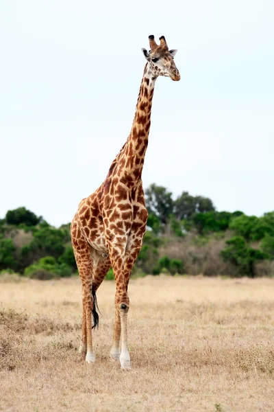 Girafe Masai ou Kilimandjaro Images De Stock Libres De Droits