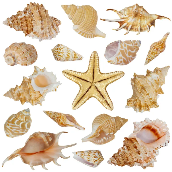 stock image Seashells and starfish