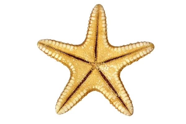 Peixe-estrela — Fotografia de Stock