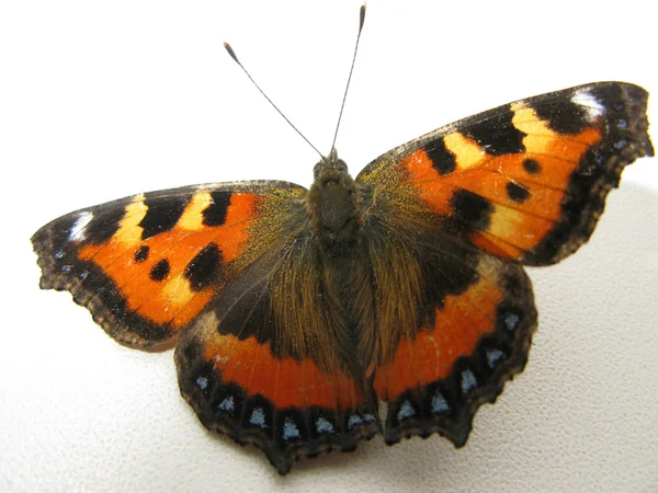 Butterfly "Vanessa atalanta" — Stock Photo, Image