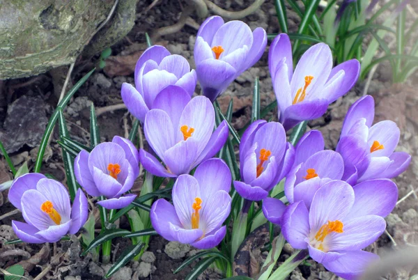 stock image Blossoming crocuses