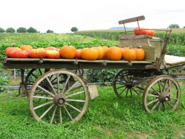 Cart with orange pumpkins clipart