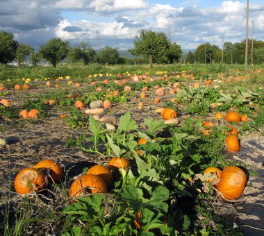 Orange pumpkins growing in a field clipart