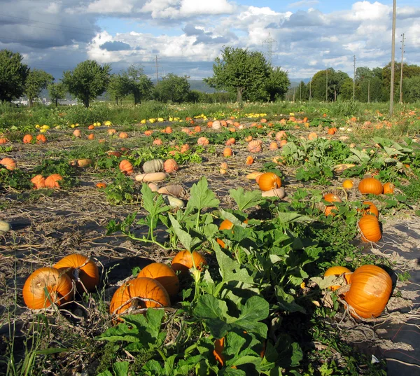 stock image Orange pumpkins growing in a field