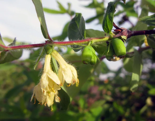 Ветвь с цветами и зелеными ягодами медовушки Стоковая Картинка