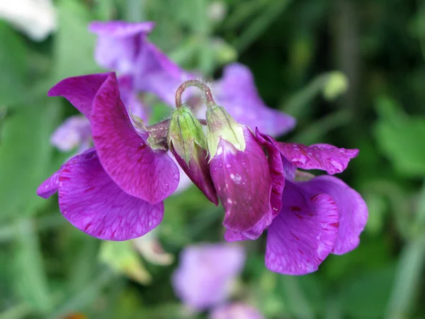 Фиолетовый горошек (Lathyrus odomtus) ) Стоковое Изображение