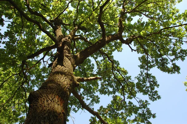 Stock image About an oak