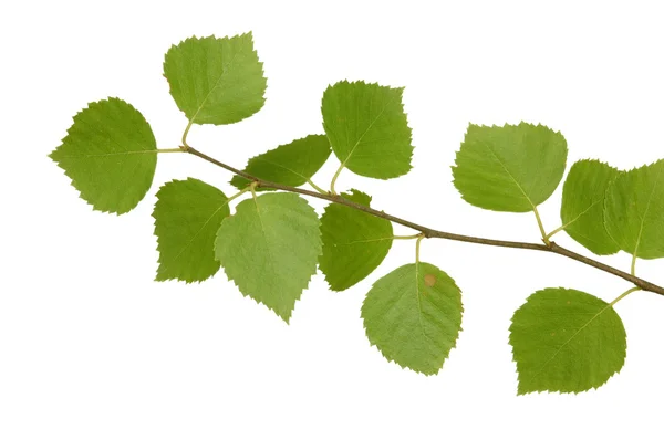 Branch of a birch — Stock Photo, Image