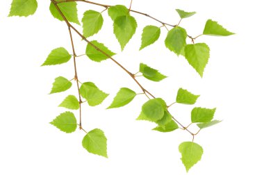 Branch of a birch clipart