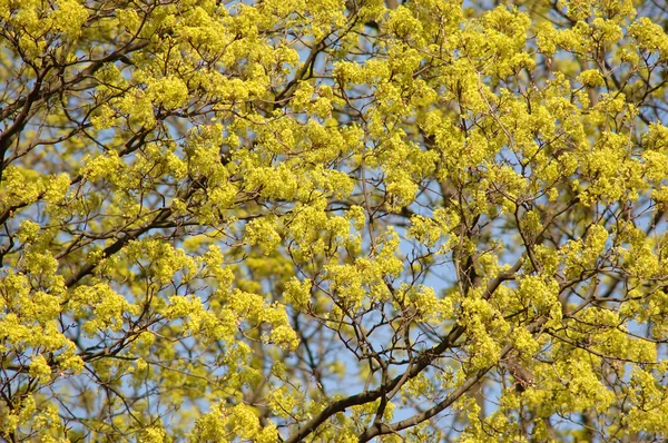 Квітучий конус дерева — стокове фото
