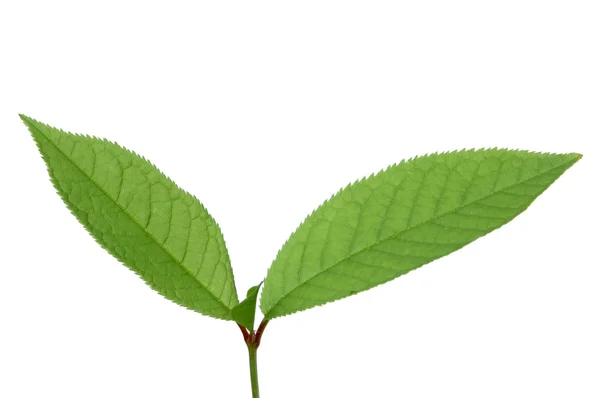 Three leaves — Stock Photo, Image