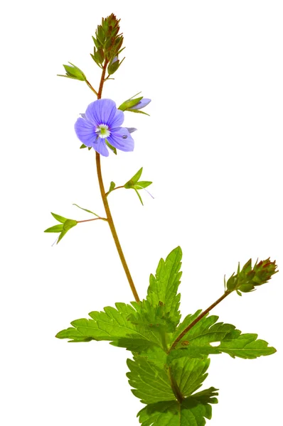 Wood flower — Stock Photo, Image