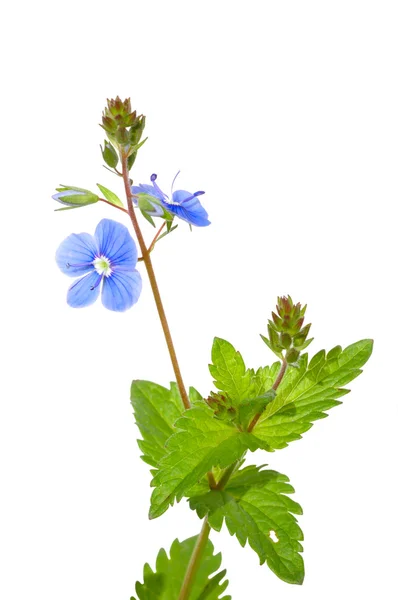 Wood flower — Stock Photo, Image