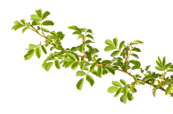 Zweig einer Wildrose — Stockfoto