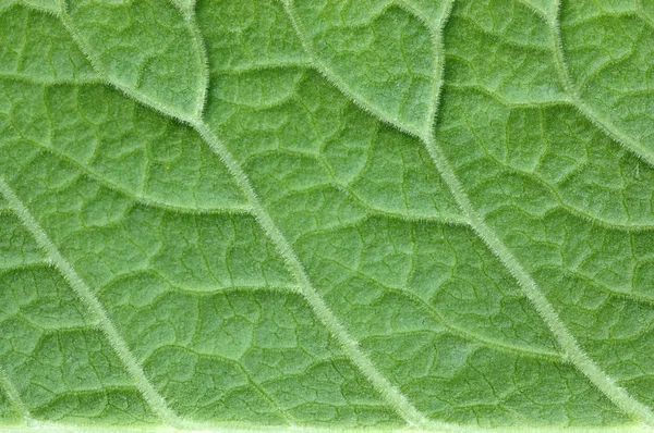 stock image Green leaf