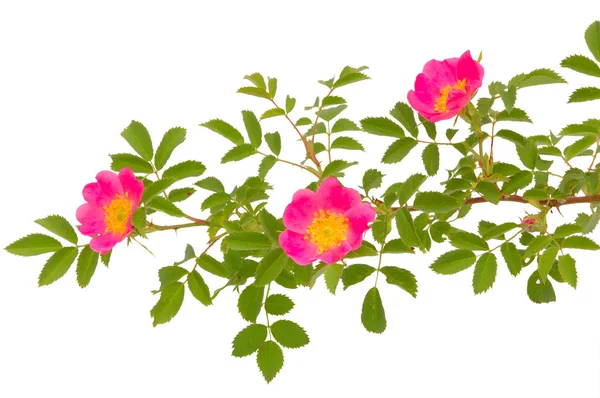 Blossoming dogrose — Stock Photo, Image