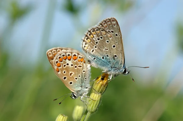 Pár pillangók Stock Kép