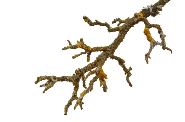 Větev stromu — Stock fotografie