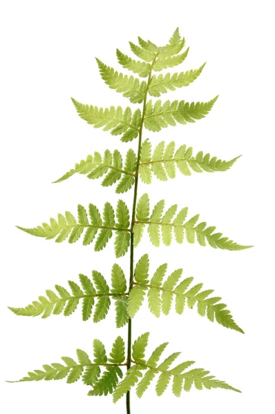 Branch of fern — Stock Photo, Image