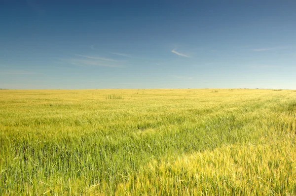 stock image Field of wheat