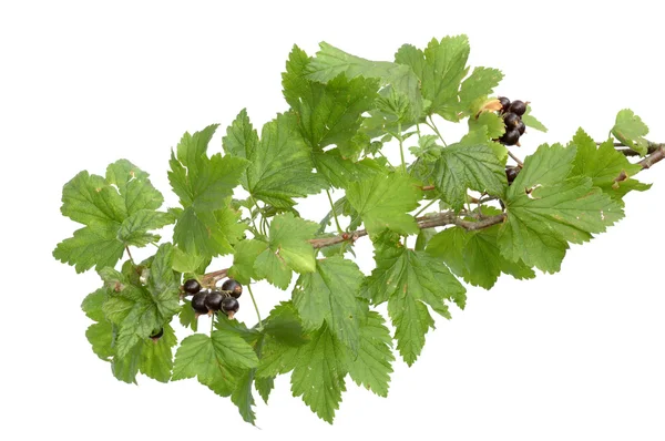 Branch of a black currant — Stock Photo, Image