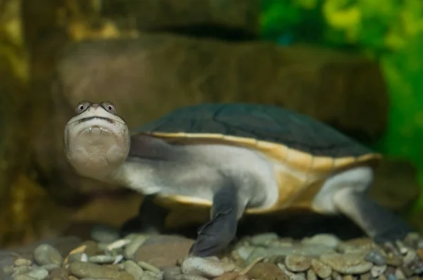 Neugierige Schildkröte — Stockfoto