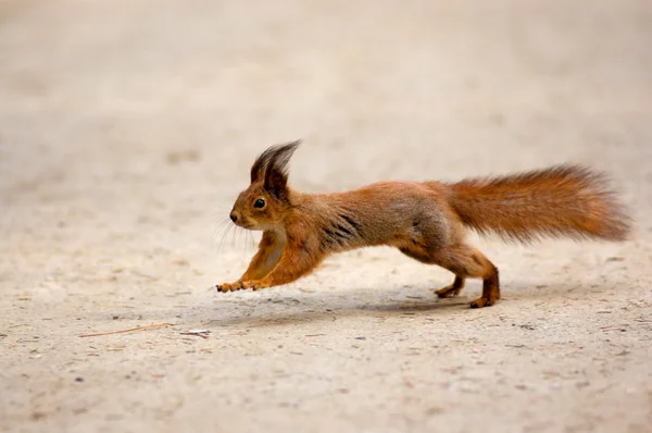 About running a squirrel — Stock Photo, Image
