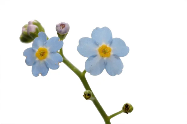 Flower forget-me-not — Stock Photo, Image