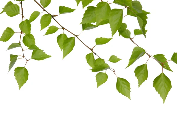 Birch branches — Stock Photo, Image