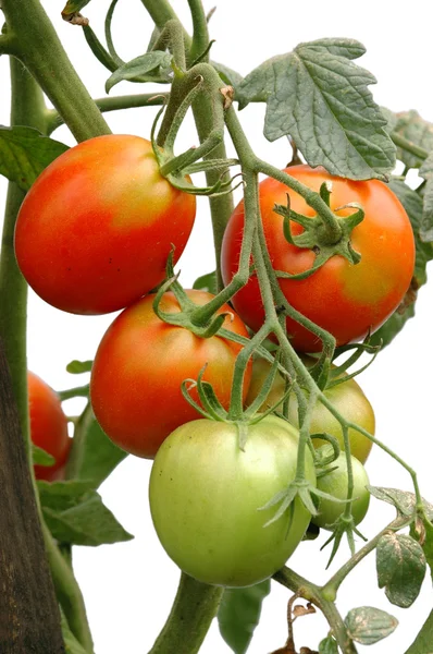 stock image Bunch of ripening tomatoes