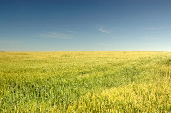 Поле пшеницы Стоковое Фото