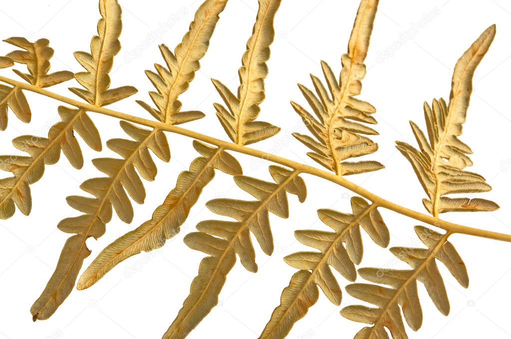 Branch dry fern