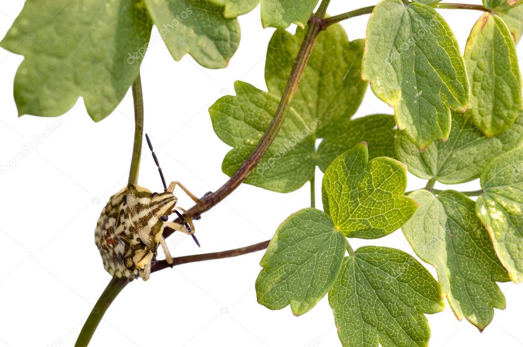 Bug on a tree