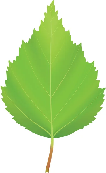 Vektorové zelený list břízy — Stockový vektor